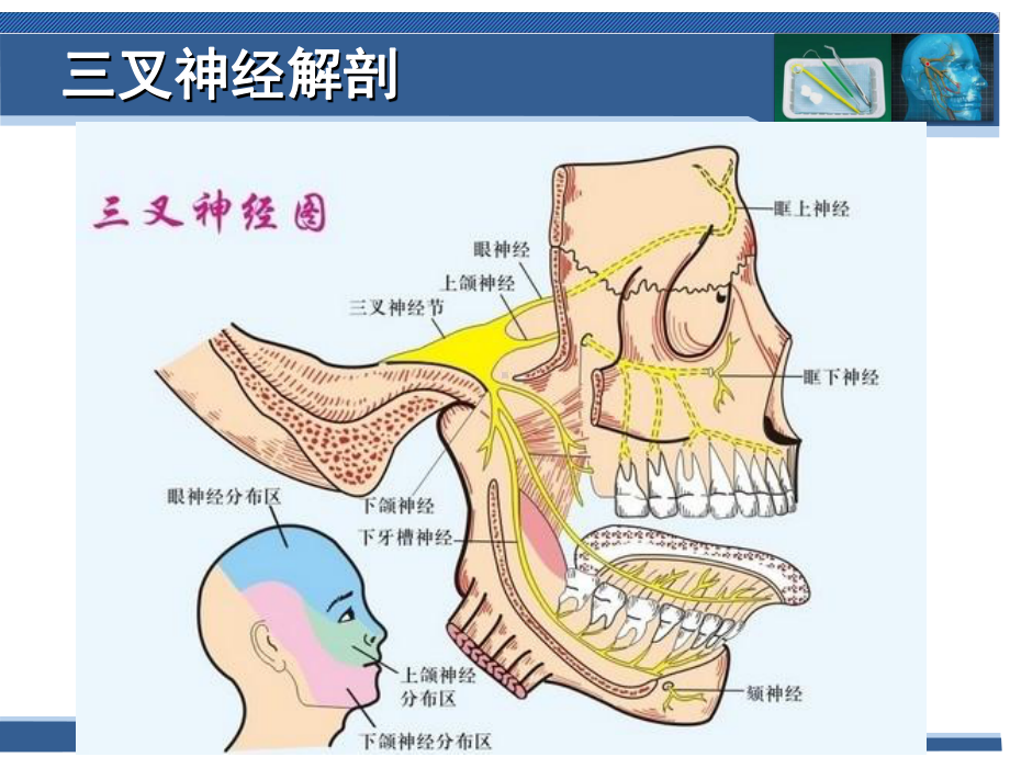 口腔科学-第十四章-口腔颌面神经疾患课件.ppt_第3页