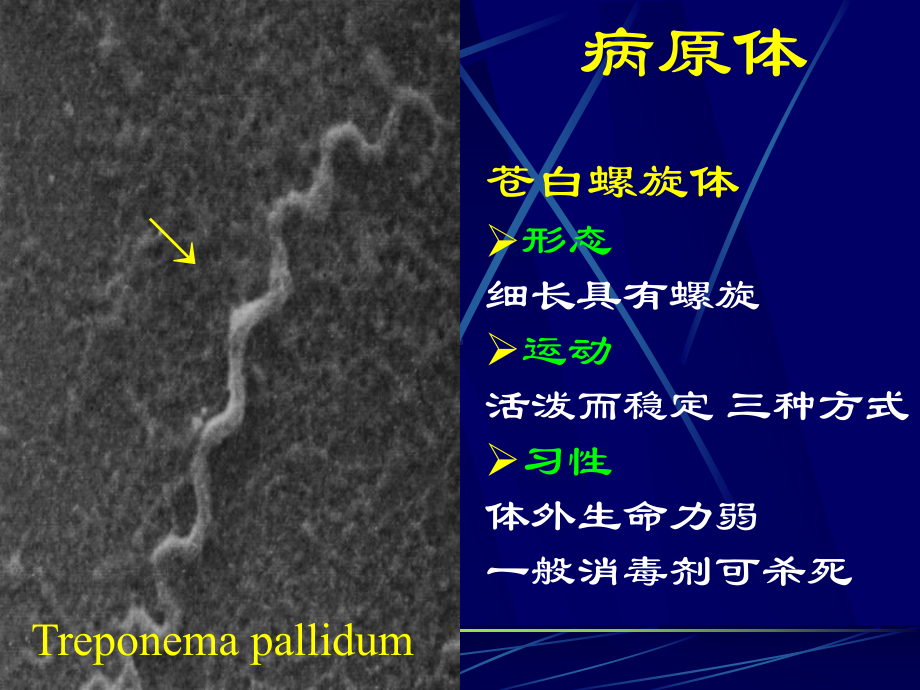 性传播疾病-梅毒-PPT课件.ppt_第3页