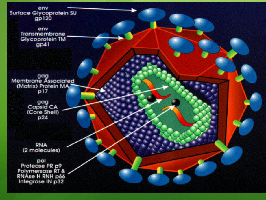 艾滋病职业暴露与预防-ppt课件.ppt_第3页