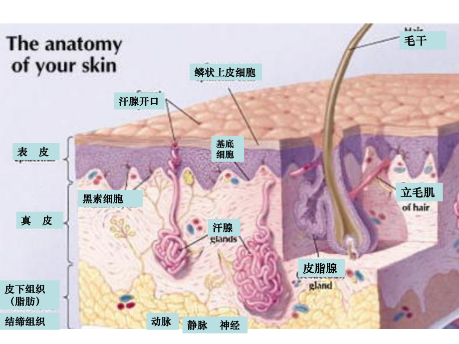 皮肤组织解剖学医学PPT课件.ppt_第3页