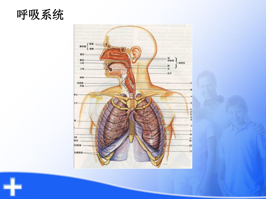 呼吸衰竭的护理课件.pptx_第2页