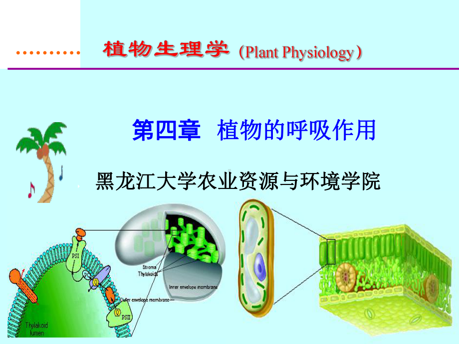 植物生理学经典课件04-植物的呼吸作用.ppt_第3页