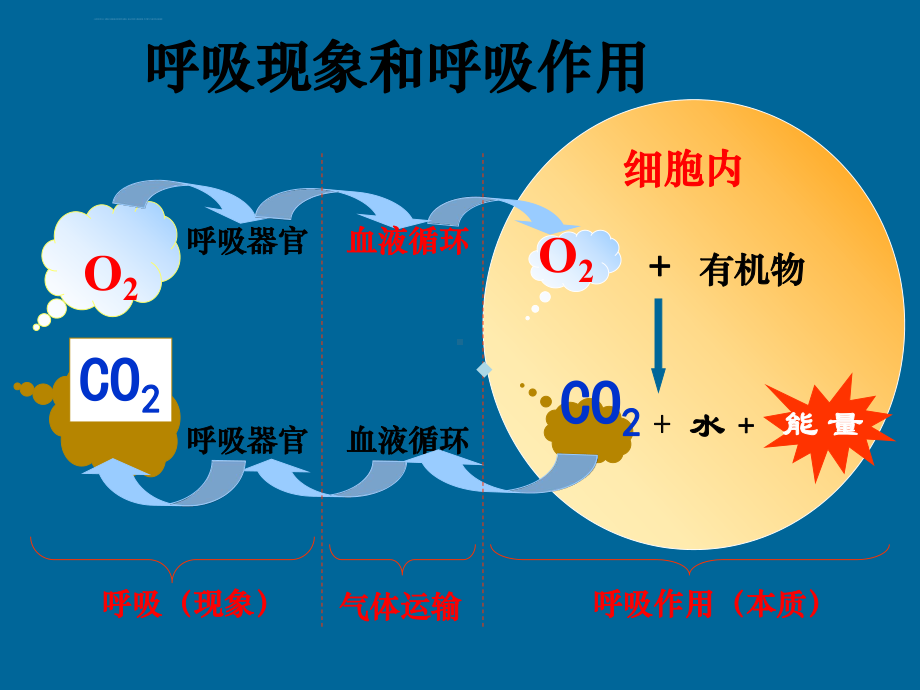 主要来源细胞呼吸课件.ppt_第2页