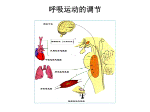 呼吸生理学3-revised课件.ppt