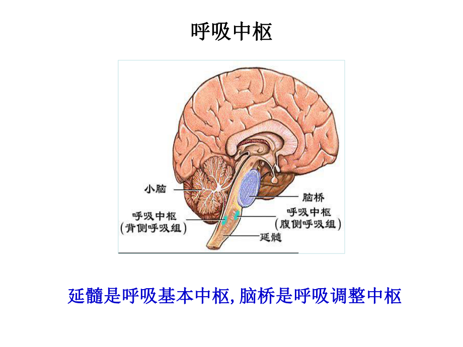 呼吸生理学3-revised课件.ppt_第3页