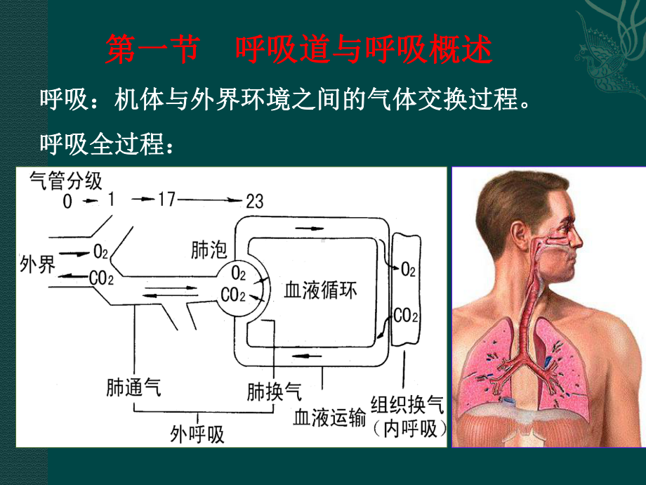 人体及动物生理学第十章呼吸课件.ppt_第2页