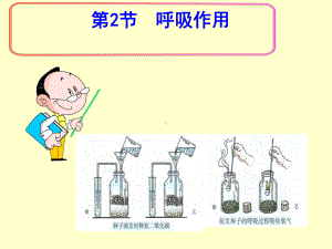 七年级生物上册-5.2-呼吸作用课件-北师大版.ppt