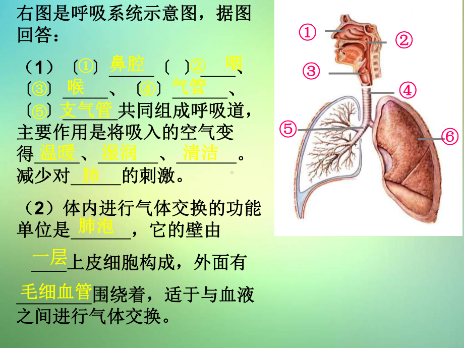 北京版生物七年级下册第六章《生物的呼吸》ppt复习课件.ppt_第3页