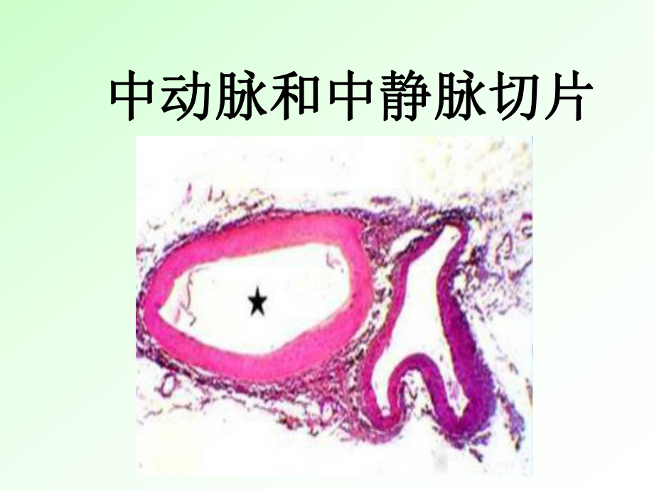 实验3消化呼吸泌尿生殖系统微细结构课件.ppt_第2页