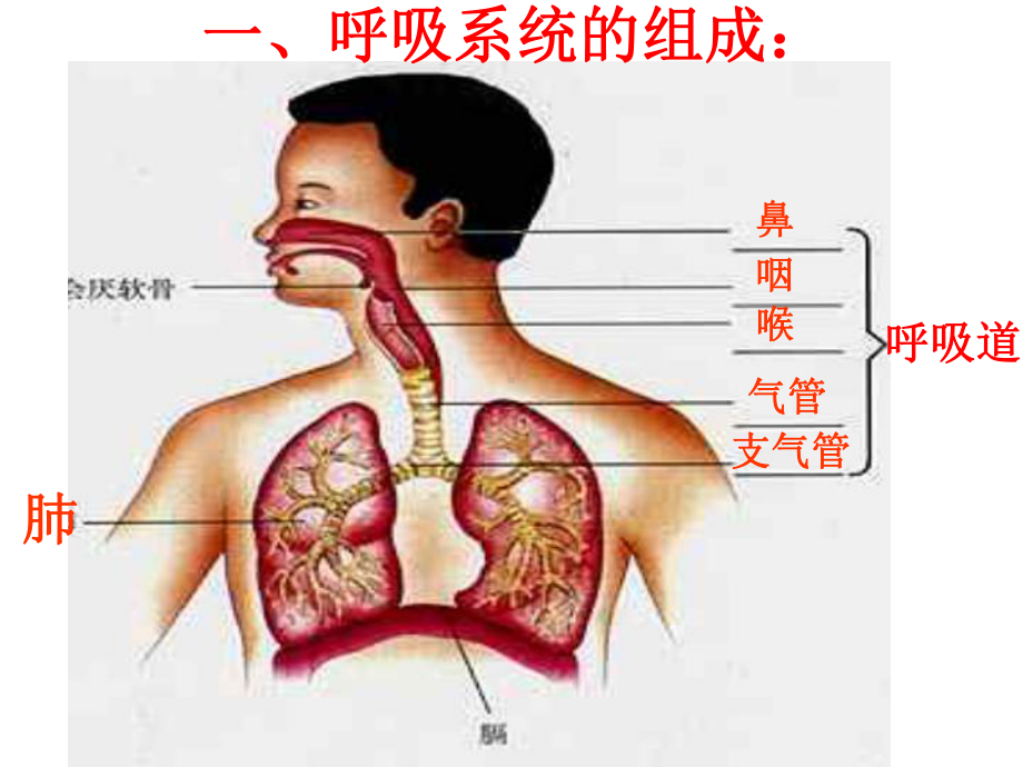 人体的呼吸复习课件.ppt_第2页