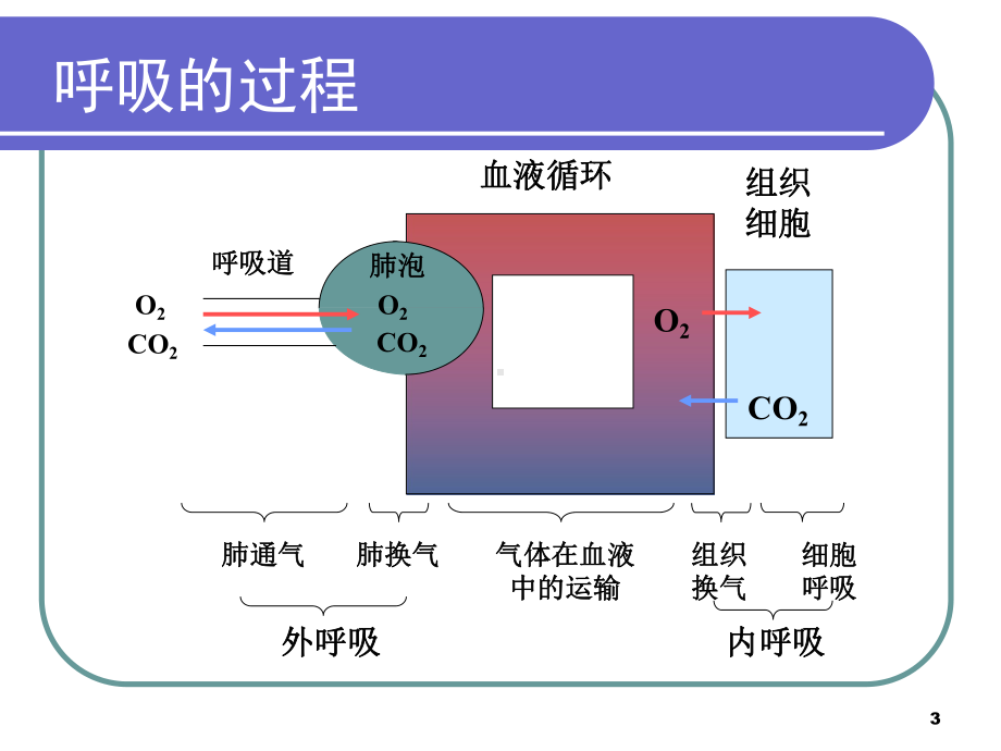 医学生理学课件-呼吸.ppt_第3页