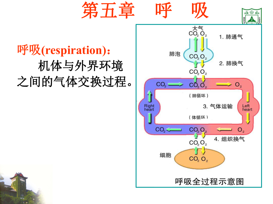 生理学课件-呼吸.ppt_第1页