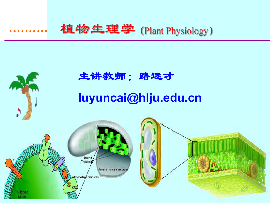 植物生理学经典课件04-植物的呼吸作用1.ppt_第1页