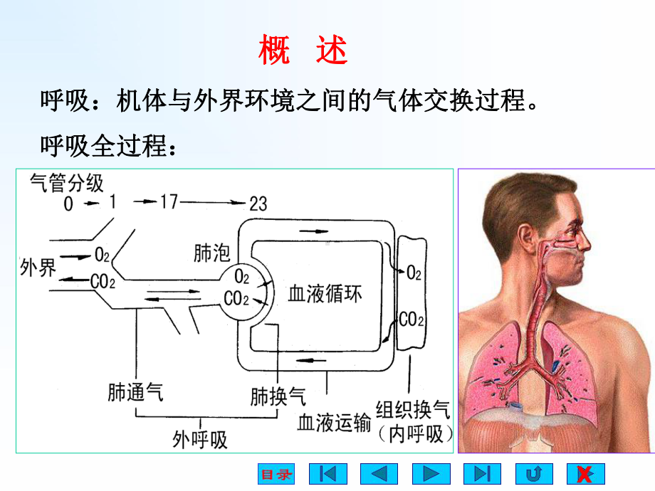 呼吸系统解剖与生理1课件.ppt_第2页