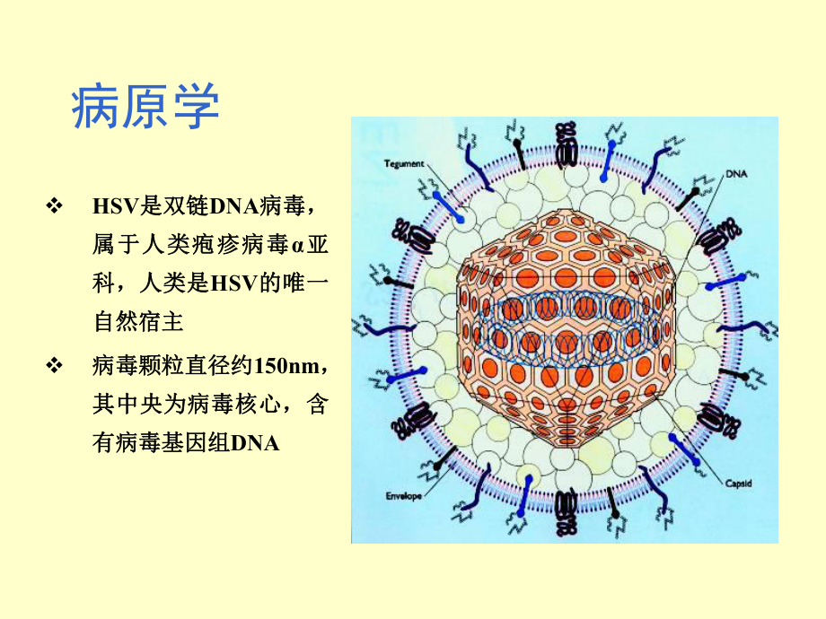 生殖器疱疹课件.ppt_第3页