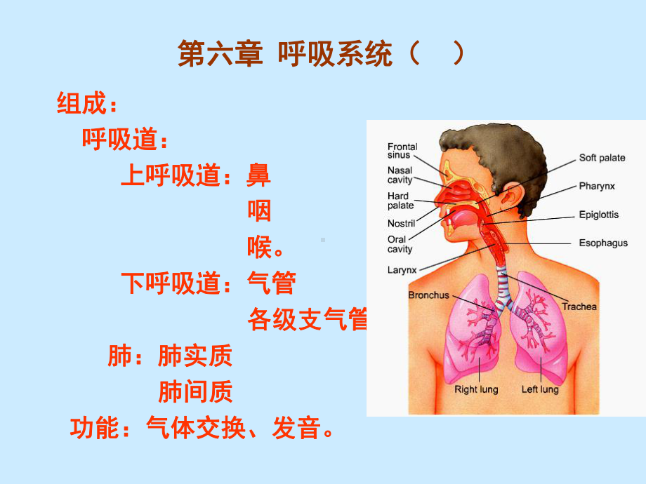 人体解剖学呼吸系统课件.ppt_第3页