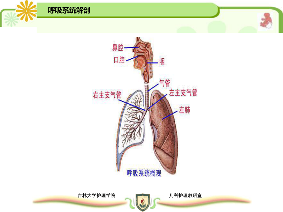 呼吸系统疾病患儿的护理1课件.ppt_第3页