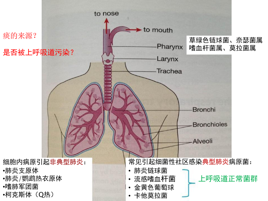 下呼吸道感染细菌培养操作规范花脸稿解读共4课件.ppt_第2页