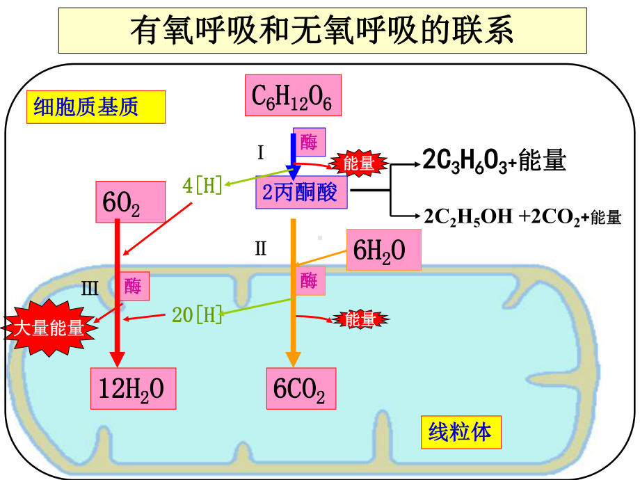 光合作用和呼吸作用复习课-PPT课件.ppt_第3页