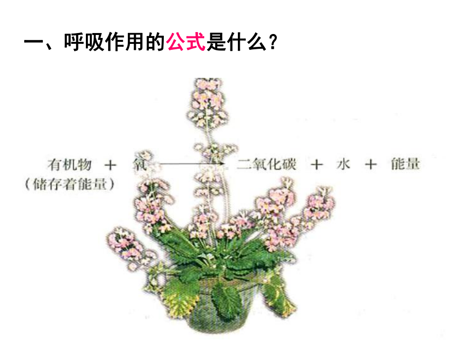 《第二节-呼吸作用吸收氧气释放二氧化碳》课件2.ppt_第3页