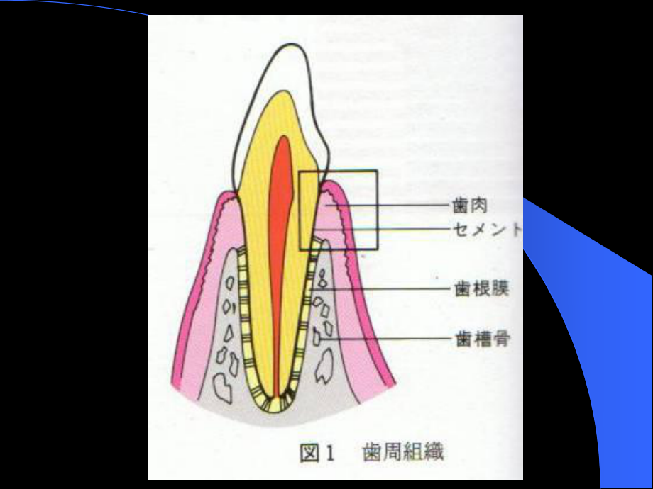 《牙周病学》第-2-章—牙周组织解剖课件.ppt_第2页