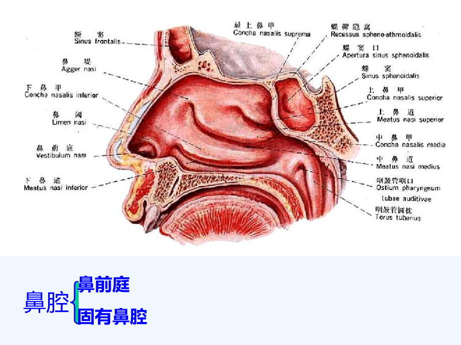 运动解剖学呼吸系统课件.ppt_第3页