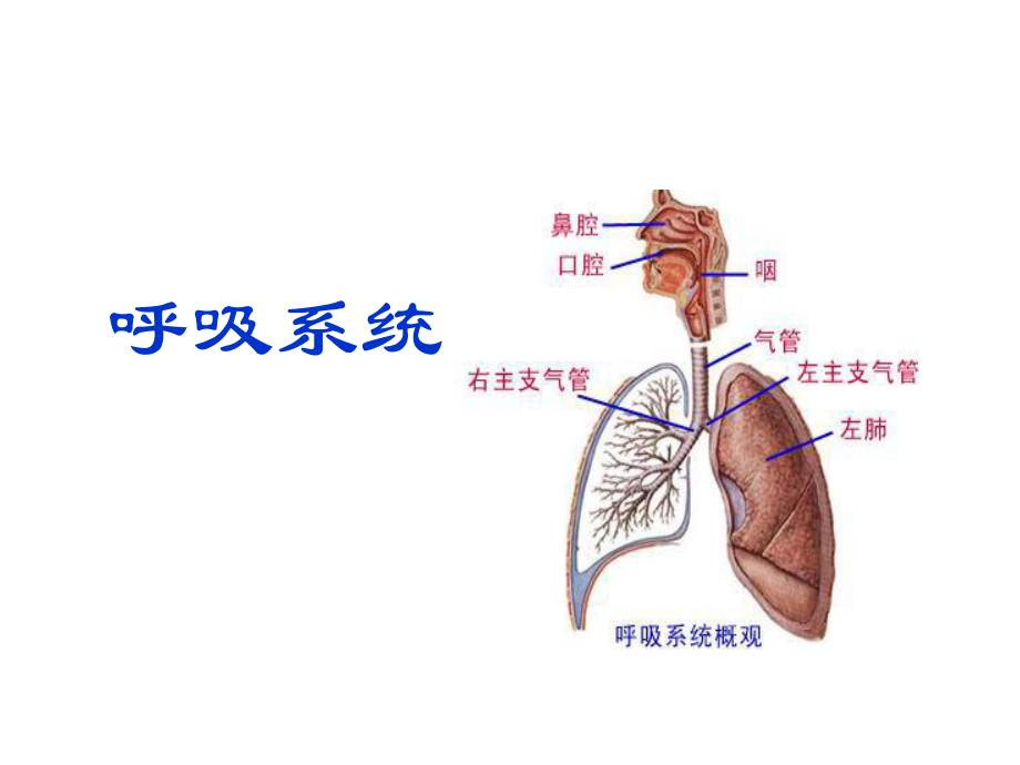 人体解剖学呼吸系统课件.pptx_第1页