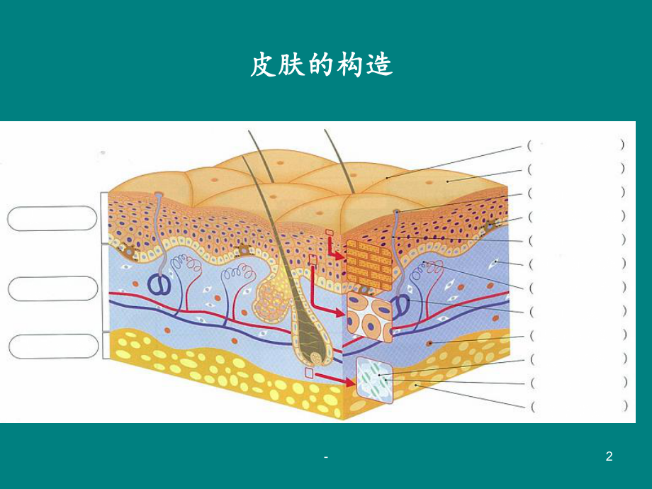 皮肤结构及护理知识ppt课件.ppt_第2页