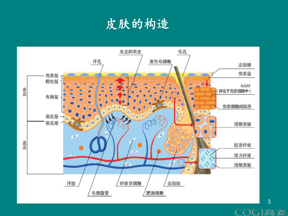 皮肤结构及护理知识ppt课件.ppt_第3页