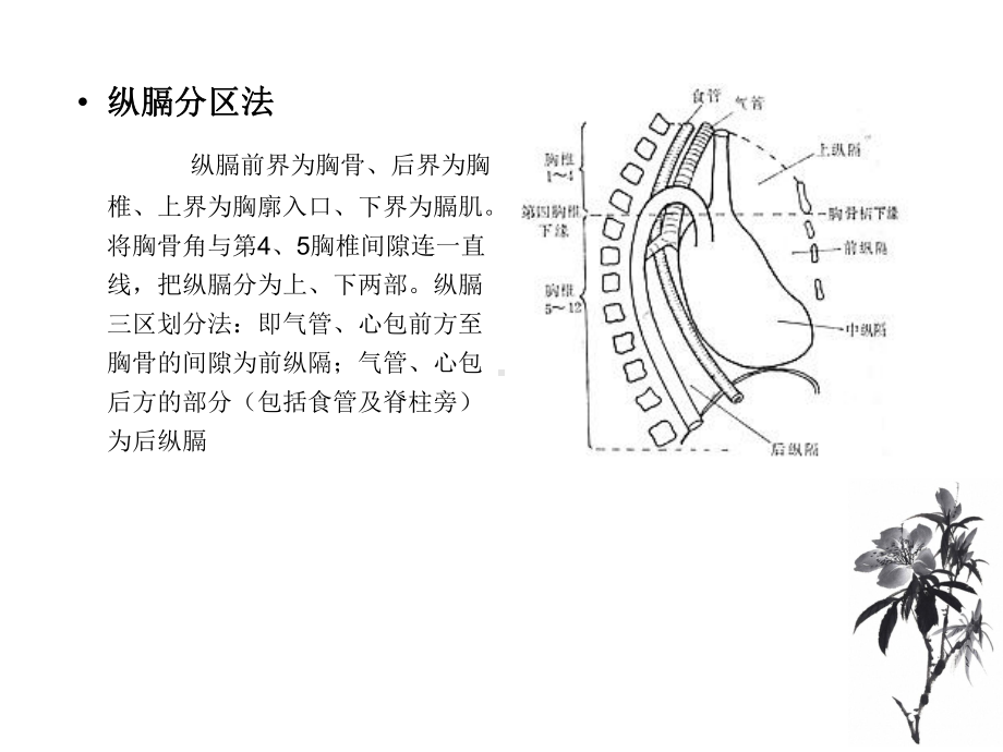 纵隔囊性病变小讲座课件.ppt_第2页