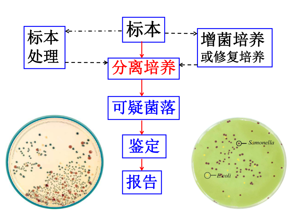 病原性病菌的分离鉴定及提高检出率-PPT课件.ppt_第2页