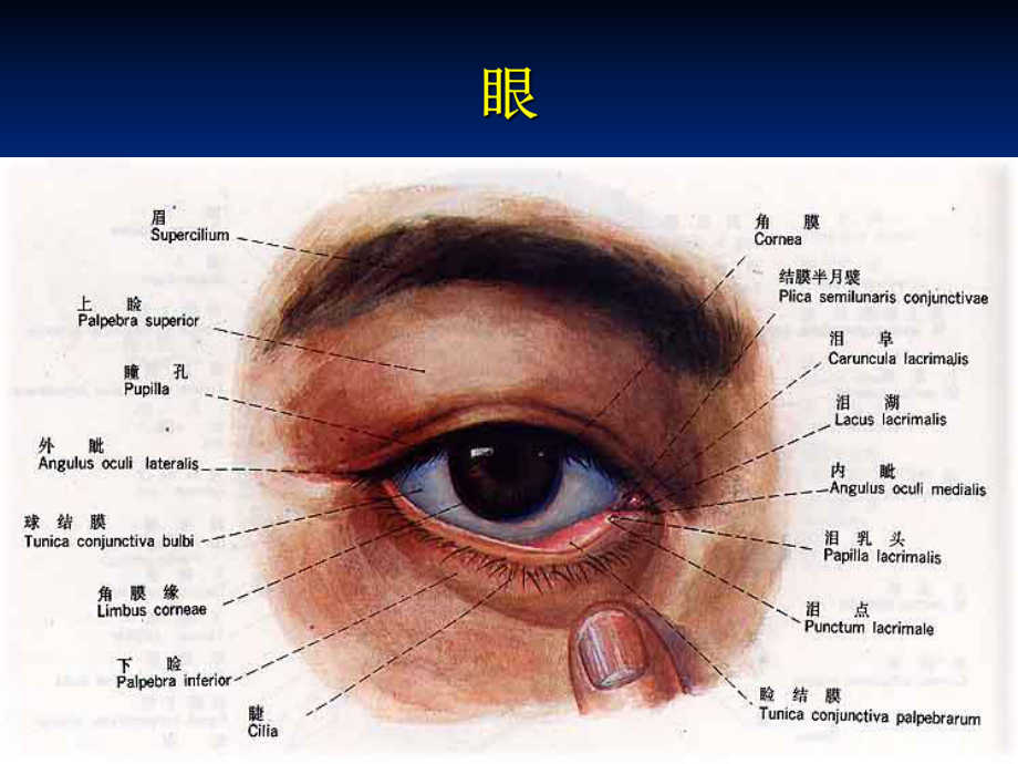 老年人认知与感知的护理1课件.ppt_第3页