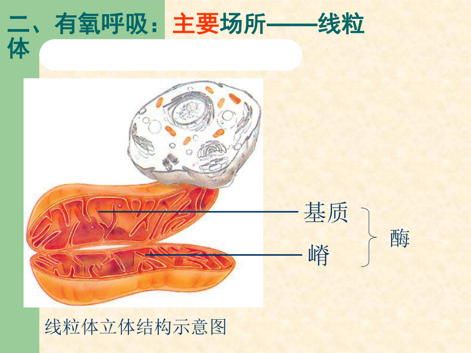 有氧呼吸-ppt课件.ppt_第3页