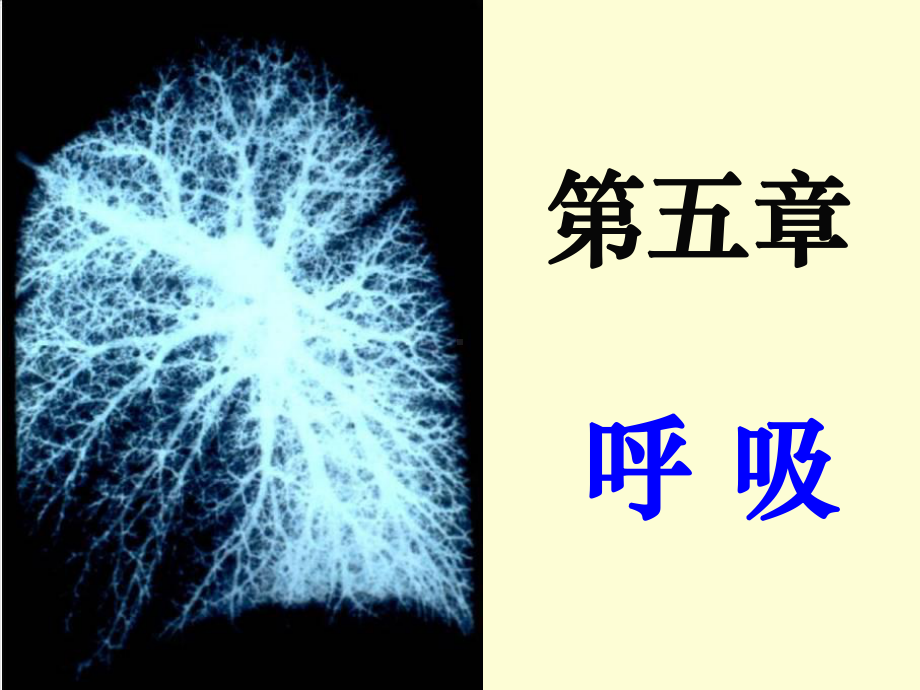 生理学-呼吸课件.ppt_第1页