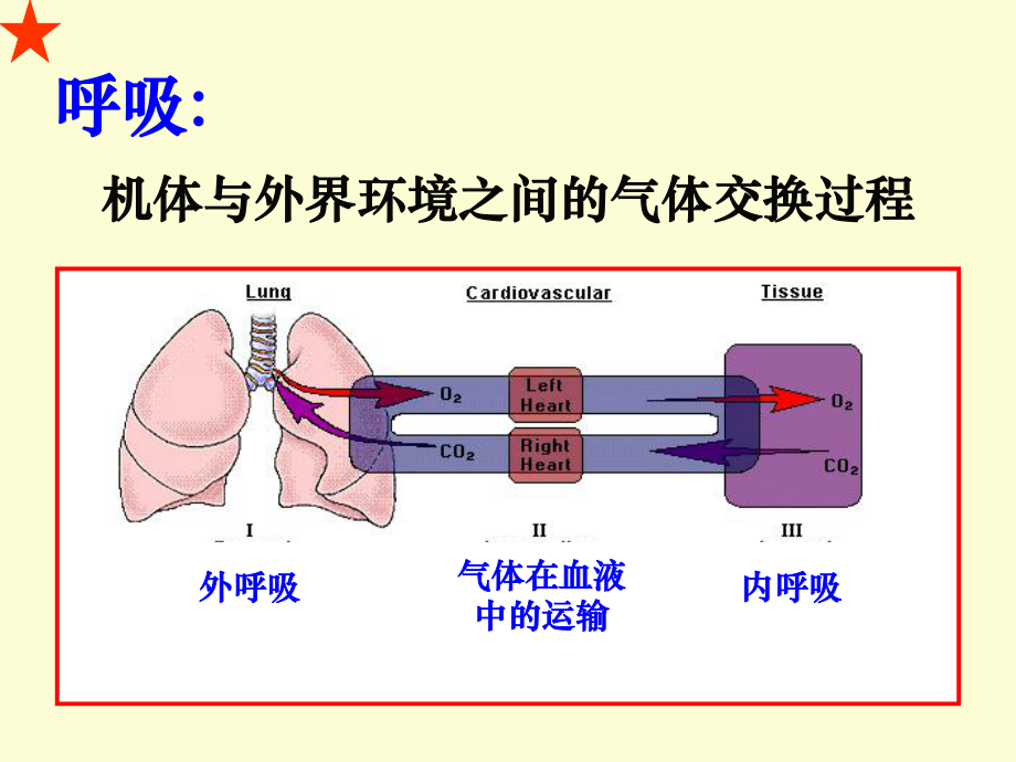 生理学-呼吸课件.ppt_第2页