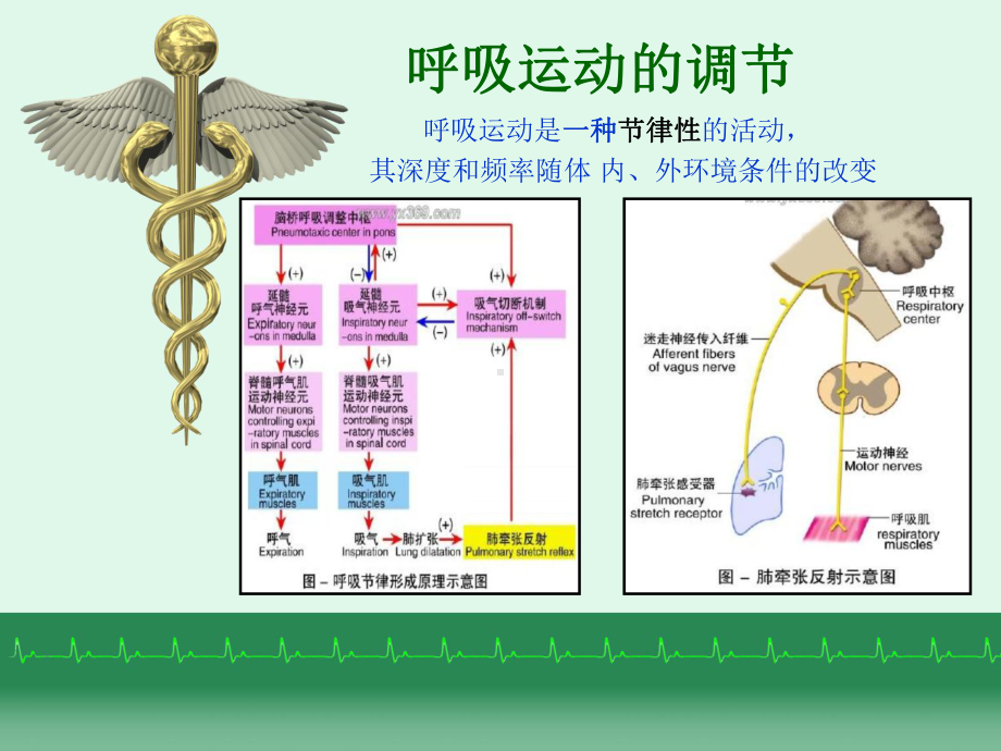 （精品）呼吸运动调节及急性试验性呼吸功能不全的急救49课件.ppt_第2页