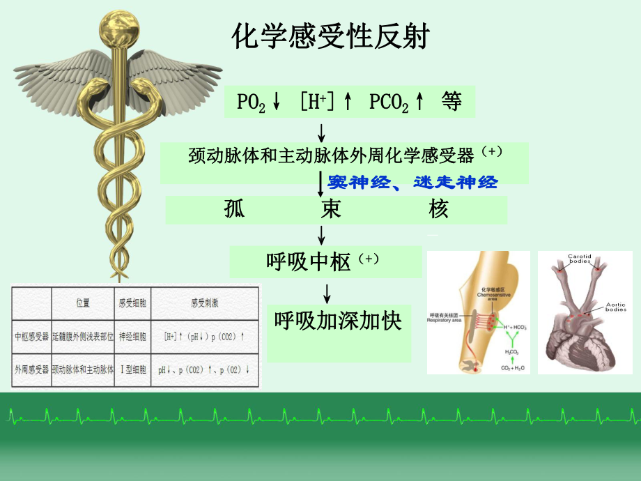 （精品）呼吸运动调节及急性试验性呼吸功能不全的急救49课件.ppt_第3页