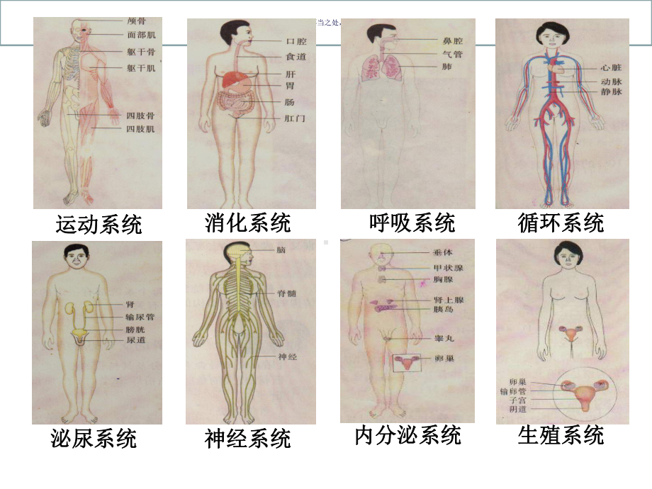 生物七下总复习一消化呼吸课件.ppt_第1页