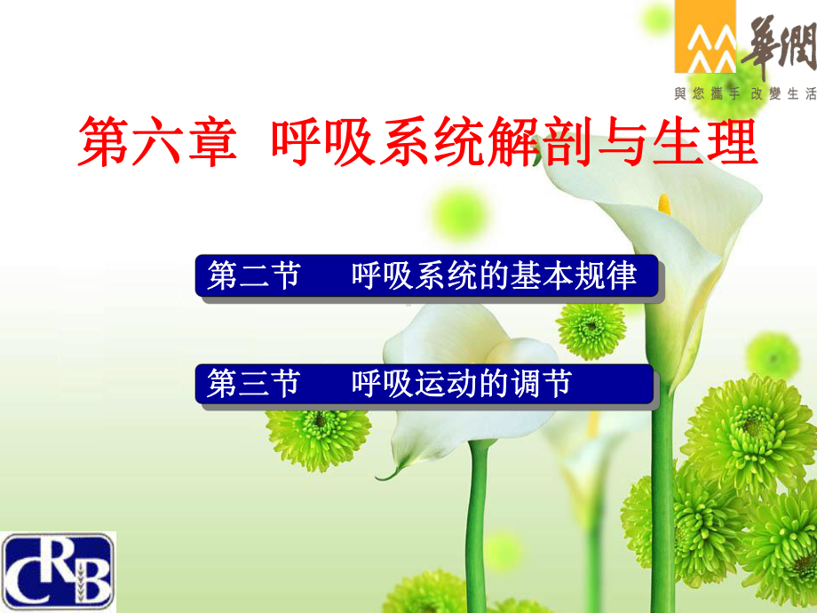 呼吸系统解剖与生理课件.ppt_第1页