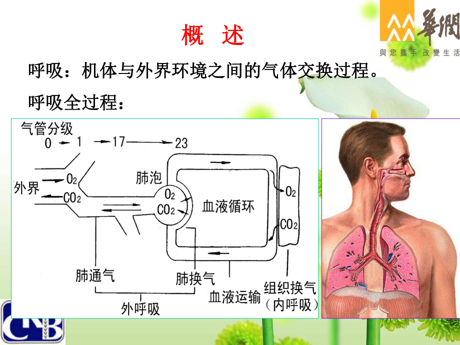 呼吸系统解剖与生理课件.ppt_第2页