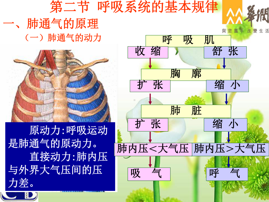 呼吸系统解剖与生理课件.ppt_第3页