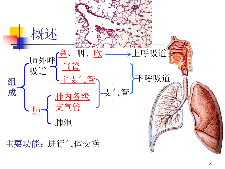 人体解剖学3-呼吸-泌尿-生殖课件.ppt_第2页