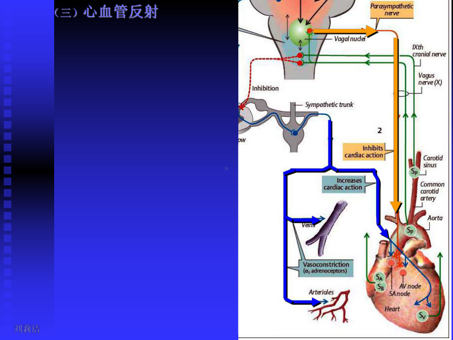 生理学课件-呼吸(人卫第七版)[1]1.ppt_第2页