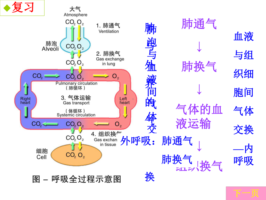 呼吸衰竭病人的护理1课件.ppt_第3页