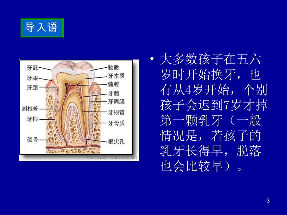 儿童换牙期注意事项及护理方法ppt课件.ppt_第3页