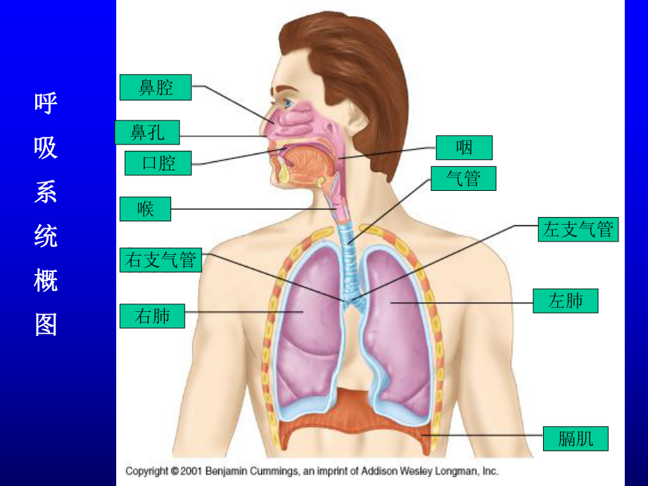 教学目的与要求、了解呼吸运动的几种形式及评定肺通课件.ppt_第3页