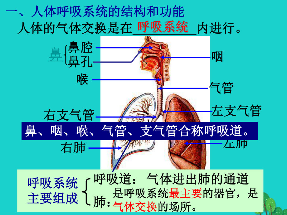 七年级生物上册第三单元第七章第2节人体的呼吸课件.ppt_第3页