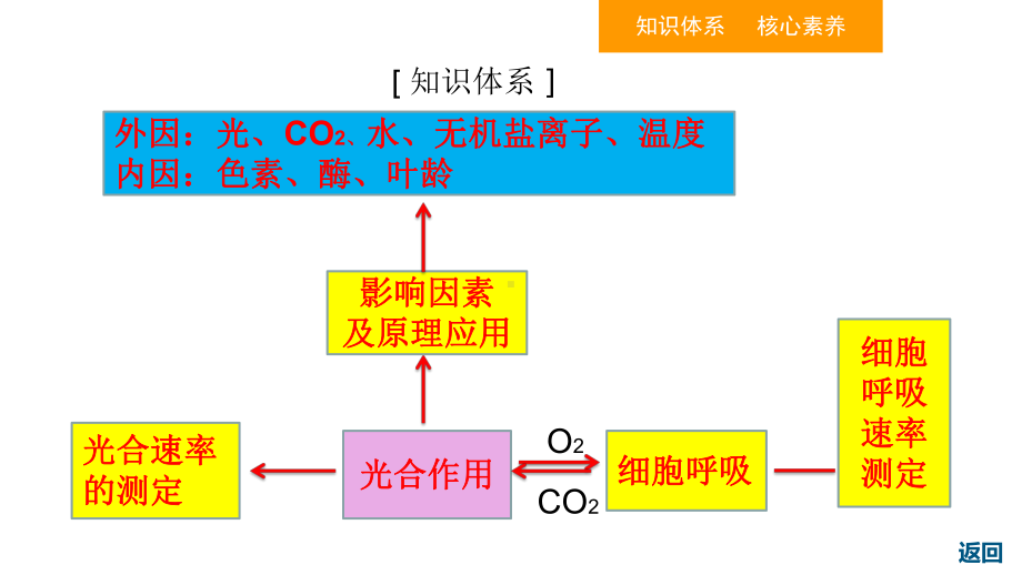 人教版高中生物必修一光合作用与呼吸作用的关系复习用课件.ppt_第2页