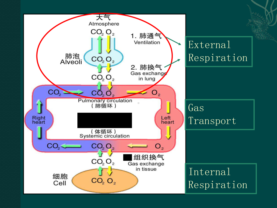 呼吸衰竭原因与机制课件.pptx_第3页