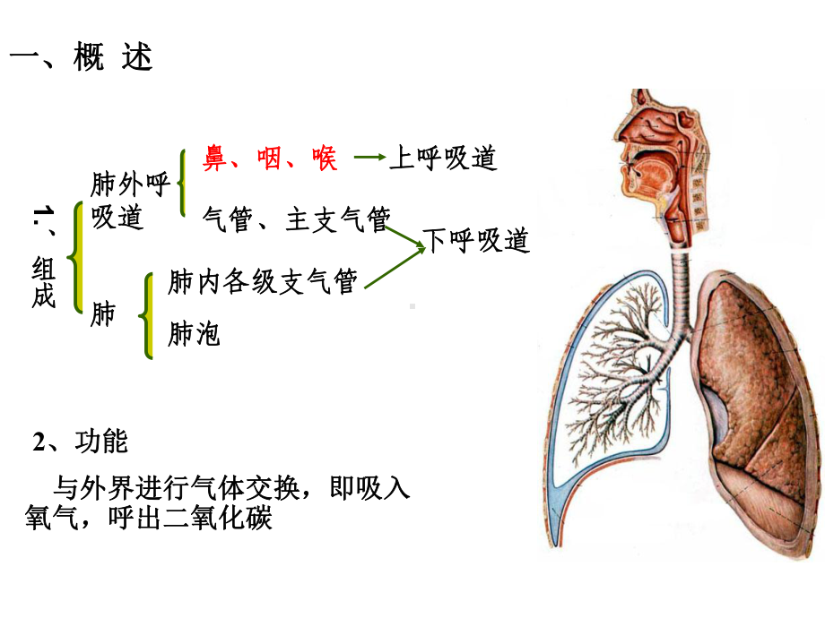 最新9人体组织学与解剖学课件呼吸系统.ppt_第2页